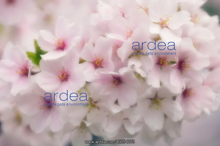 : Cherry, Prunus serrulata : Cherry, Prunus serrulata