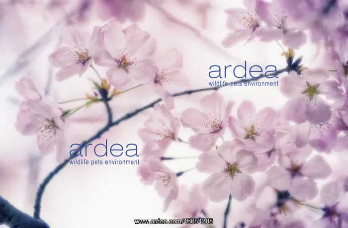 : Cherry, Prunus serrulata : Cherry, Prunus serrulata