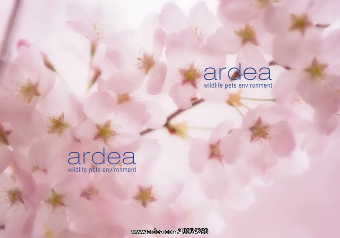 : Cherry, Prunus serrulata : Cherry, Prunus serrulata
