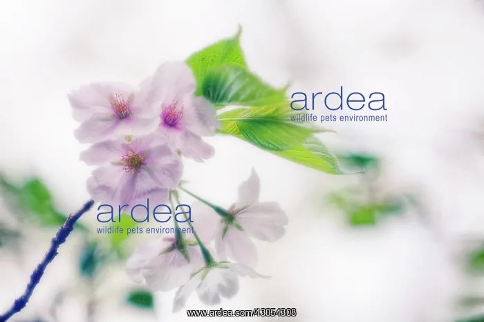  : Cherry, Prunus serrulata