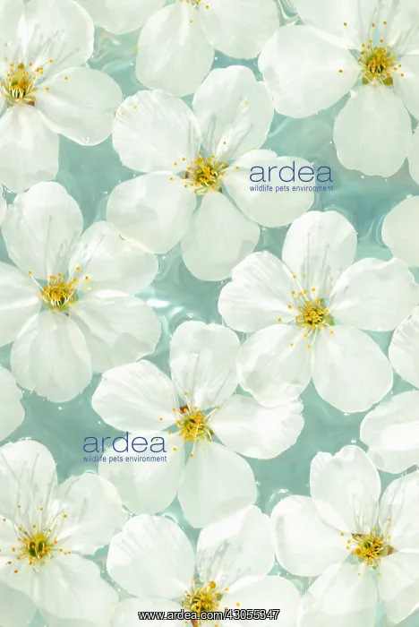 : Cherry, Prunus : Cherry, Prunus