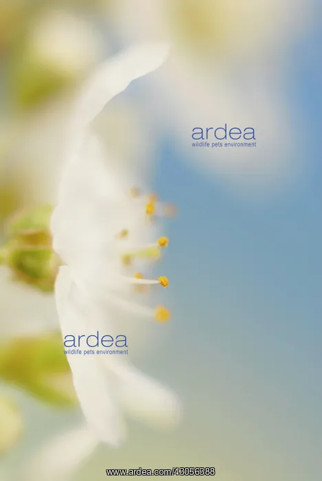 : Cherry, Prunus avium : Cherry, Prunus avium