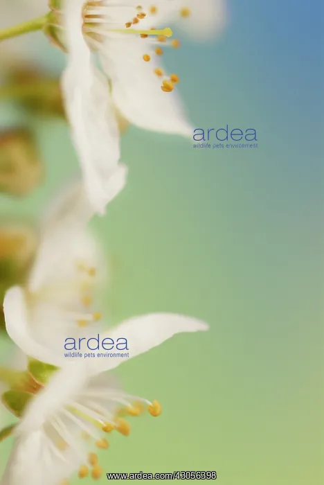 : Cherry, Prunus avium : Cherry, Prunus avium