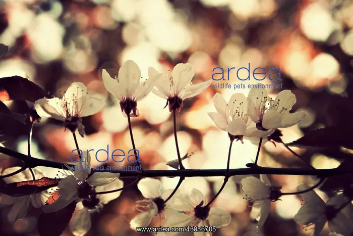 : Cherry, Prunus : Cherry, Prunus