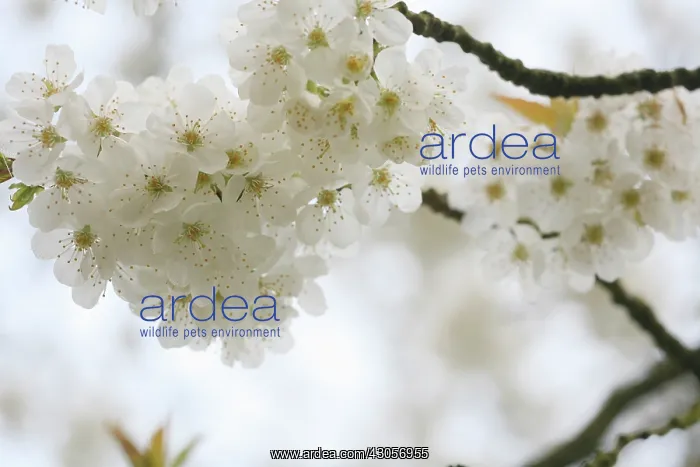 : Cherry, Prunus : Cherry, Prunus