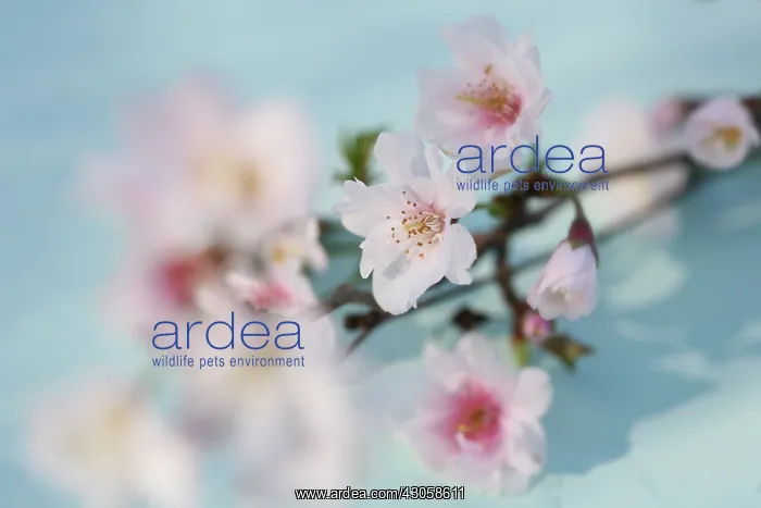  : Cherry, Prunus subhirtella Hally Jolivette