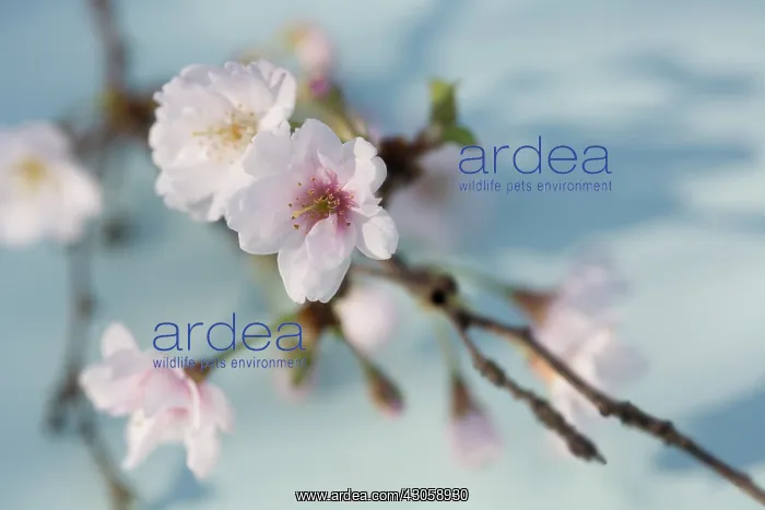 : Cherry, Prunus subhirtella Hally Jolivette : Cherry, Prunus subhirtella Hally Jolivette