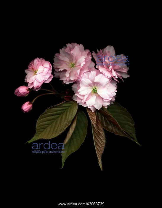 : Cherry, Prunus cerasus : Cherry, Prunus cerasus