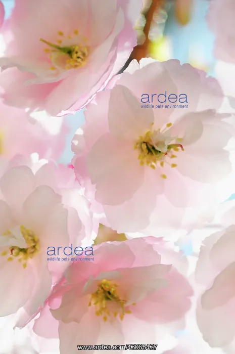 : Cherry, Prunus serrulata : Cherry, Prunus serrulata