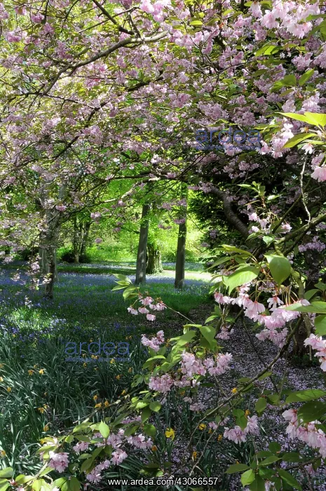  : Cherry, Prunus