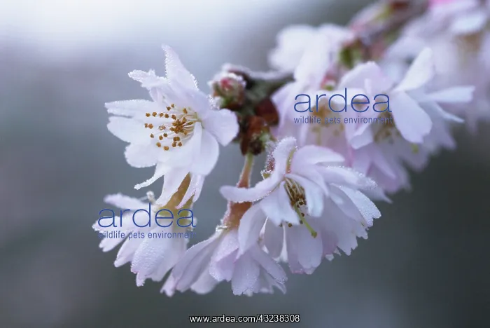 : Cherry, Autumn flowering cherry, Prunus subhirtella Autumnalis : Cherry, Autumn flowering cherry, Prunus subhirtella Autumnalis