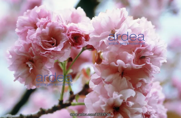 : Cherry, Prunus Kanzan : Cherry, Prunus Kanzan