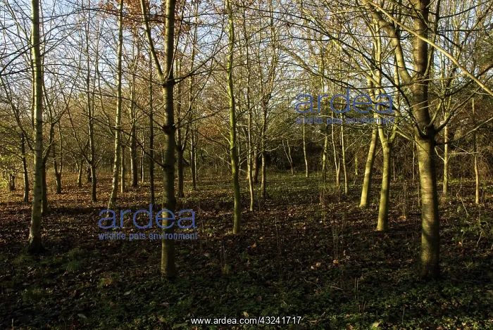 : Cherry, Wild Cherry, Prunus avium : Cherry, Wild Cherry, Prunus avium
