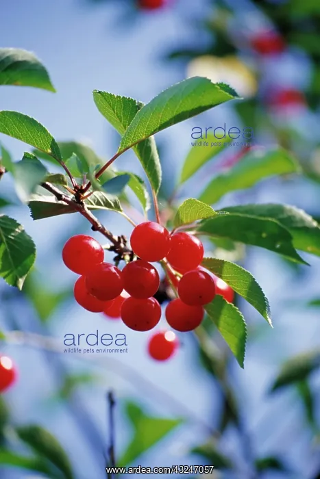 : Cherry, Prunus : Cherry, Prunus