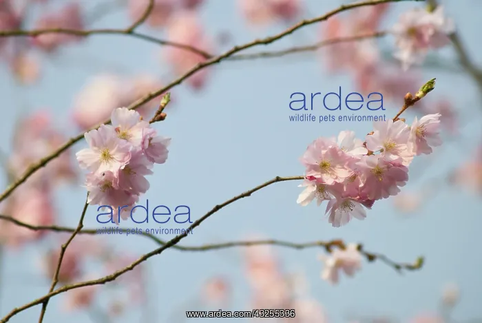 : Cherry, Prunus Accolade : Cherry, Prunus Accolade