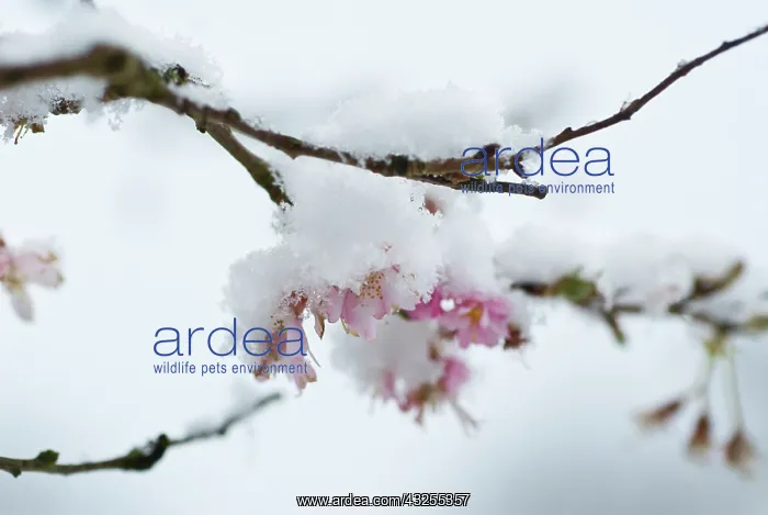 : Cherry, Autumn flowering cherry, Prunus subhirtella Autumnalis : Cherry, Autumn flowering cherry, Prunus subhirtella Autumnalis