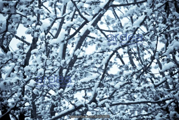 : Cherry, Prunus : Cherry, Prunus