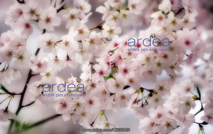 : Cherry, Prunus serrulata : Cherry, Prunus serrulata
