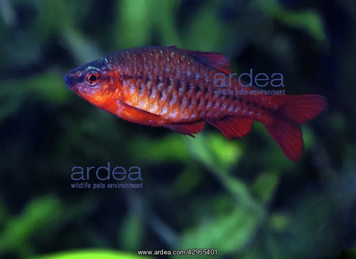 : Cherry Barb : Cherry Barb