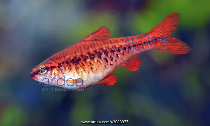  : Cherry Barb