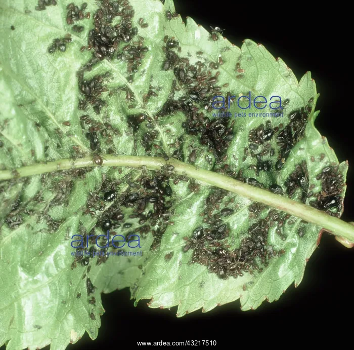 : Cherry black aphids : Cherry black aphids
