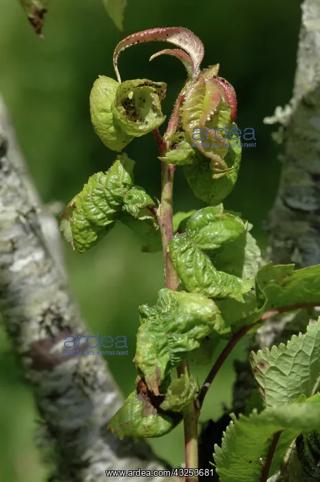  : Cherry Blackfly damage