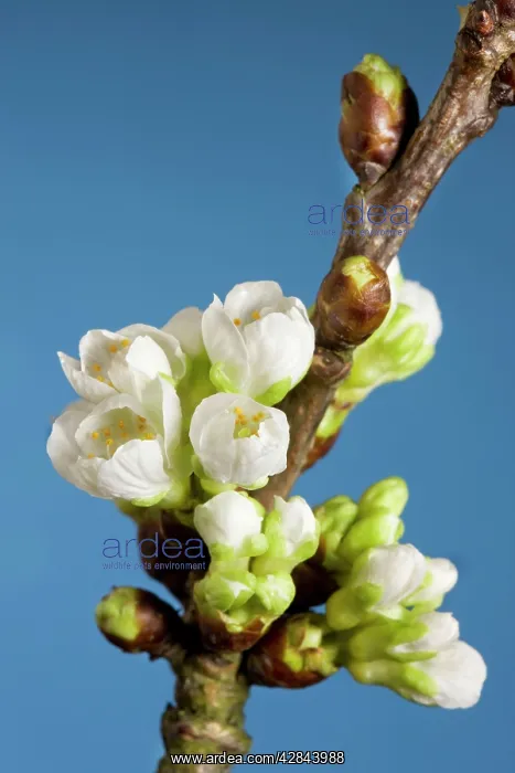 : Cherry blossom on branch : Cherry blossom on branch