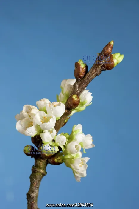 : Cherry blossom on branch : Cherry blossom on branch