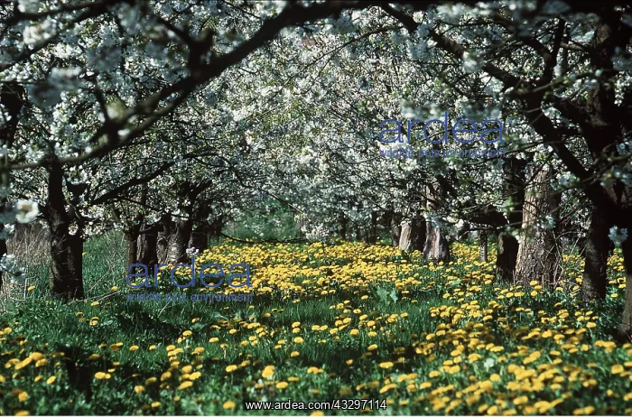 : CHERRY BLOSSOM & DANDELION : CHERRY BLOSSOM & DANDELION