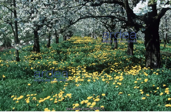 : CHERRY BLOSSOM & DANDELION : CHERRY BLOSSOM & DANDELION