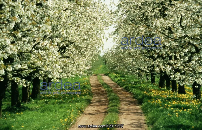  : Cherry Blossom - with Dandelions and track
