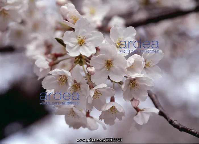 : CHERRY BLOSSOM - flowers, close-up : CHERRY BLOSSOM - flowers, close-up