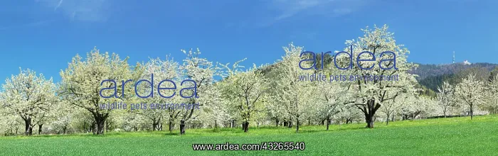 : Cherry blossom near Obereggenen, Eggen valley, Markgr&, x49ac : Cherry blossom near Obereggenen, Eggen valley, Markgr&, x49ac