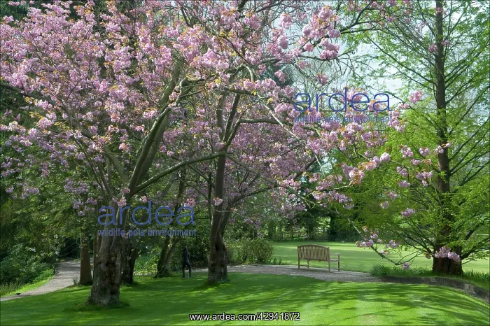 : Cherry blossom in Pashley Manor Gardens : Cherry blossom in Pashley Manor Gardens