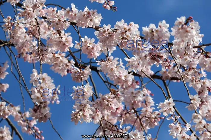 : The Cherry Blossom, or Sakura, season has officially : The Cherry Blossom, or Sakura, season has officially