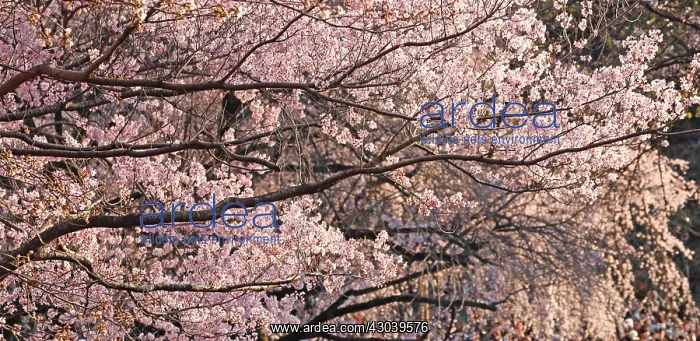 : The Cherry Blossom, or Sakura, season has officially : The Cherry Blossom, or Sakura, season has officially