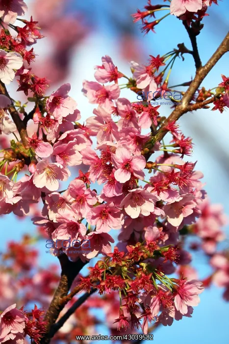 : The Cherry Blossom, or Sakura, season has officially : The Cherry Blossom, or Sakura, season has officially