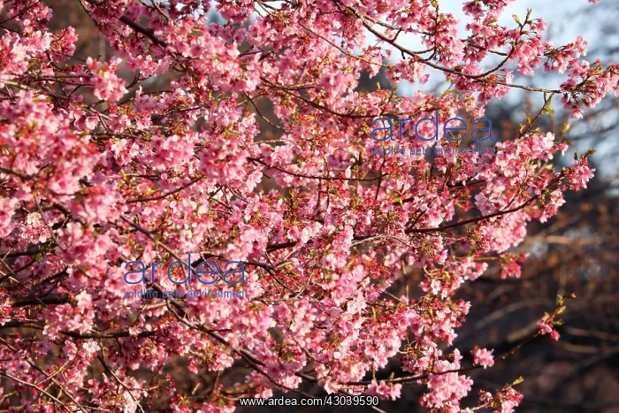 : The Cherry Blossom, or Sakura, season has officially : The Cherry Blossom, or Sakura, season has officially