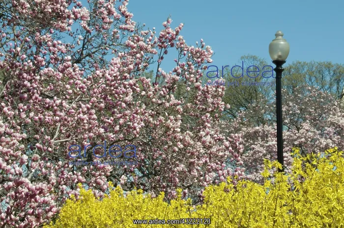: Cherry blossoms in bloom during the annual : Cherry blossoms in bloom during the annual