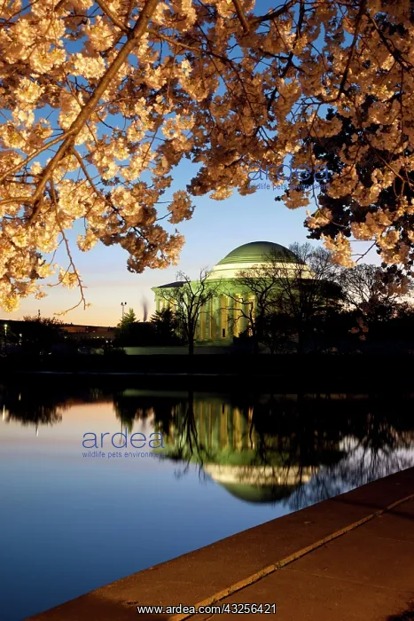 : Cherry blossoms at dawn with the Jefferson : Cherry blossoms at dawn with the Jefferson