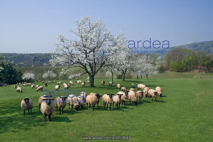 : Cherry blossoms and flock of Sheep Alsace France : Cherry blossoms and flock of Sheep Alsace France