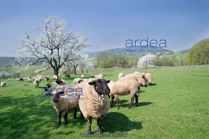 : Cherry blossoms and flock of Sheep Alsace France : Cherry blossoms and flock of Sheep Alsace France