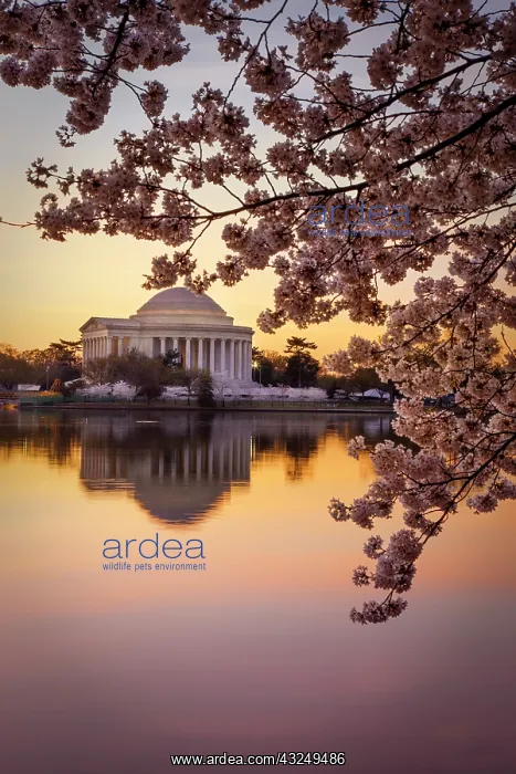 : Cherry blossoms and the Jefferson Memorial : Cherry blossoms and the Jefferson Memorial