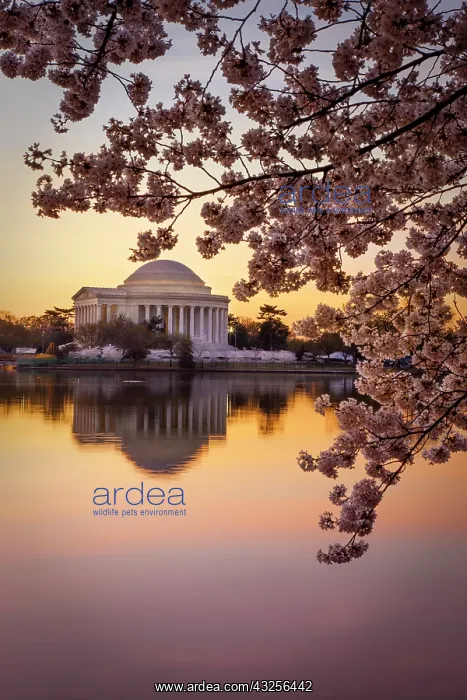 : Cherry blossoms and the Jefferson Memorial : Cherry blossoms and the Jefferson Memorial