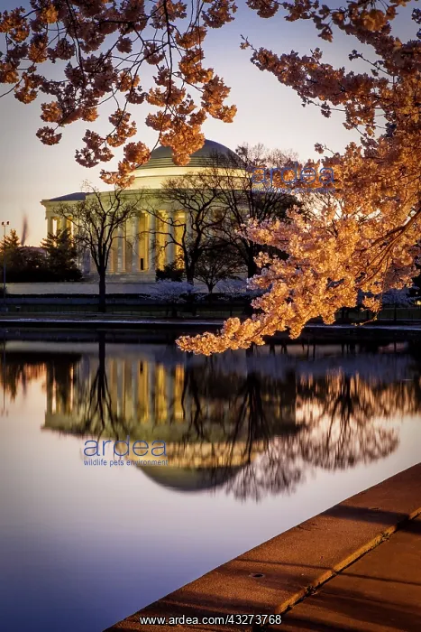 : Cherry blossoms and the Jefferson Memorial : Cherry blossoms and the Jefferson Memorial