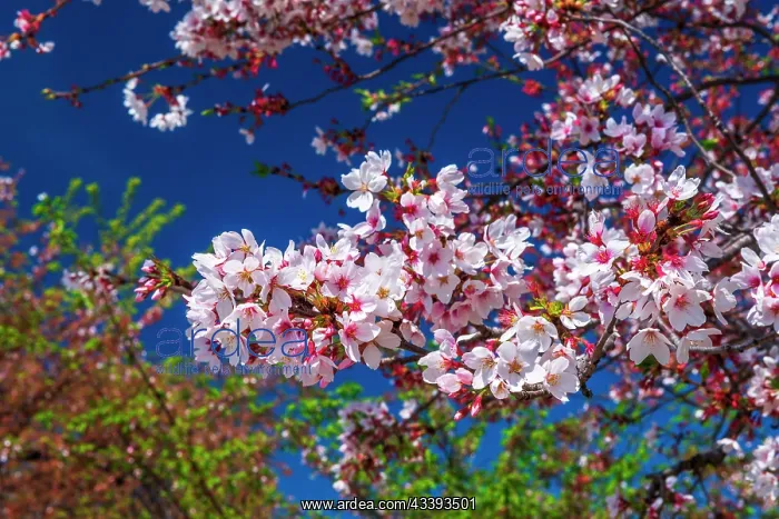 : Cherry blossoms, Washington, D.C, USA : Cherry blossoms, Washington, D.C, USA