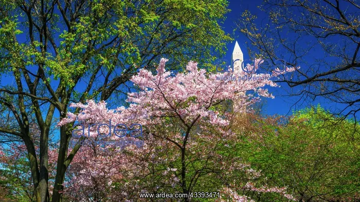 : Cherry blossoms under the Washington Monument, Washington : Cherry blossoms under the Washington Monument, Washington