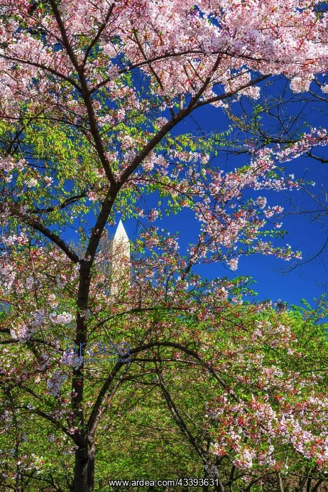 : Cherry blossoms under the Washington Monument, Washington : Cherry blossoms under the Washington Monument, Washington