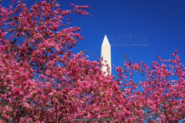 : Cherry blossoms under the Washington Monument, Washington : Cherry blossoms under the Washington Monument, Washington