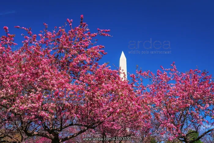 : Cherry blossoms under the Washington Monument, Washington : Cherry blossoms under the Washington Monument, Washington